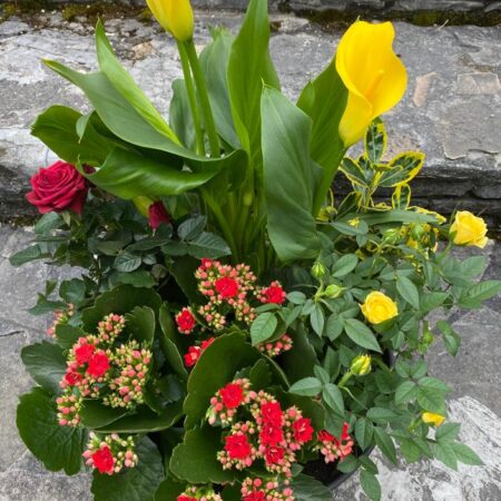 coupe de plantes rouge et jaune