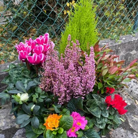 coupe de plante colorée