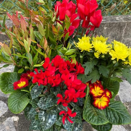 coupe de plantes colorée rouge et jaune