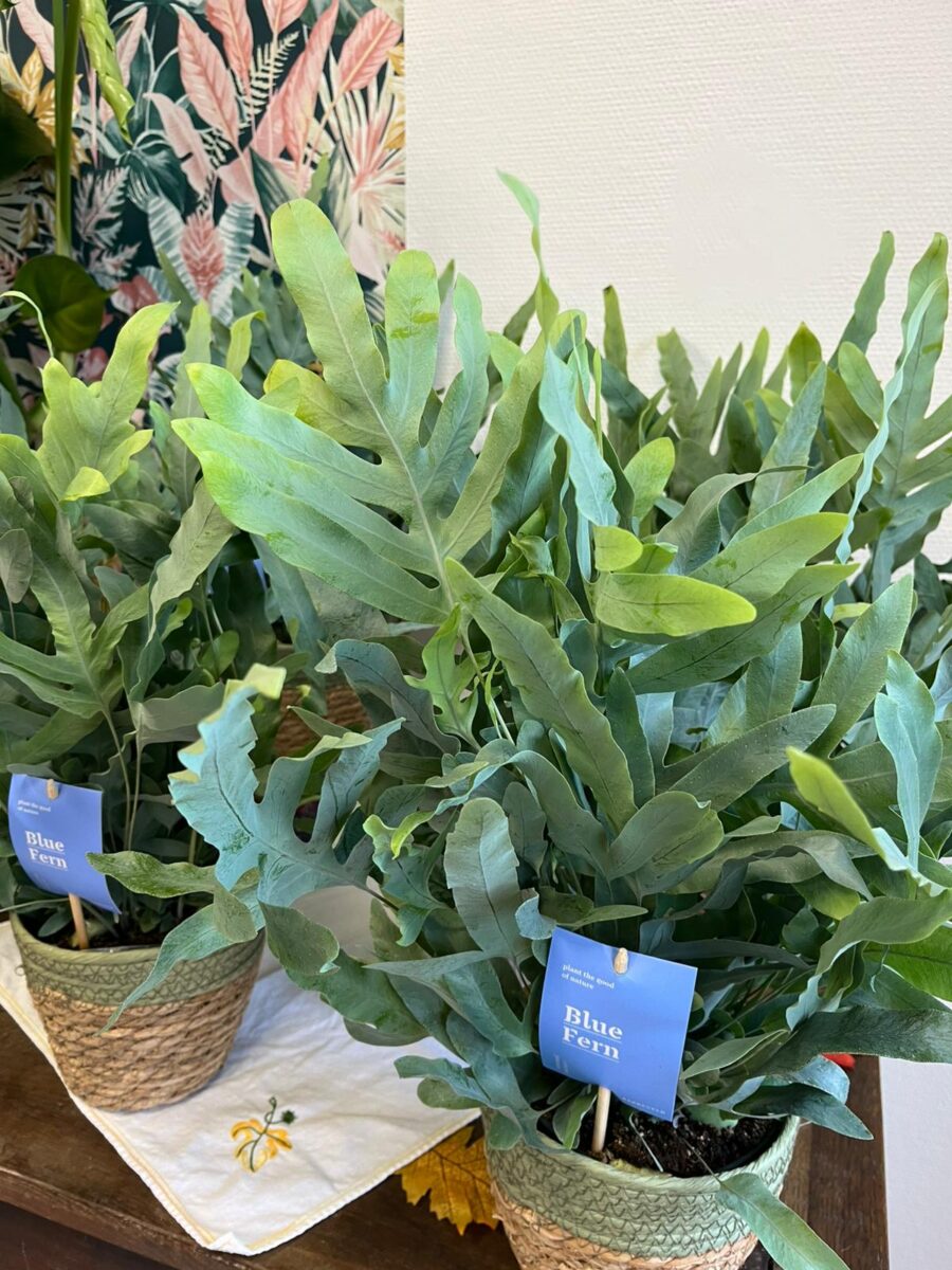 Fougère bleue