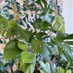 Monstera deliciosa