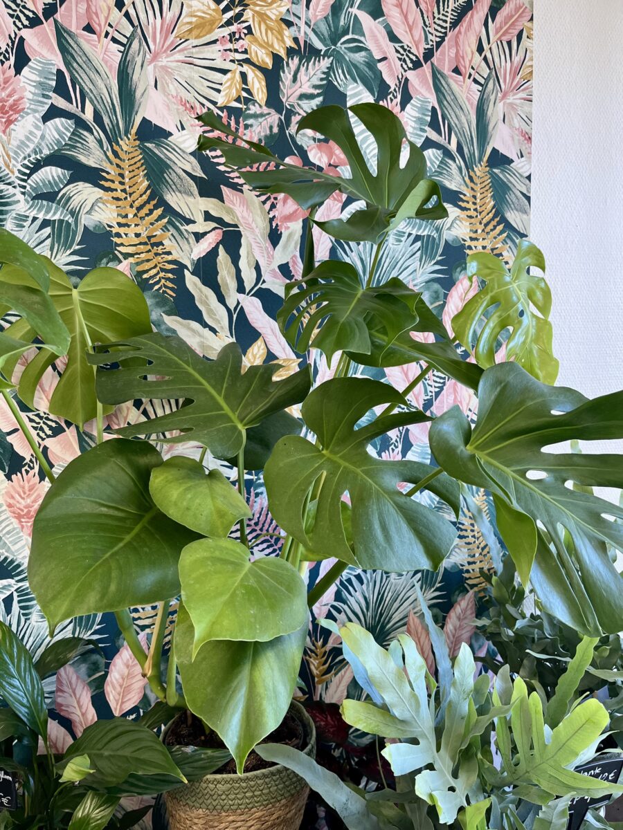 Monstera deliciosa