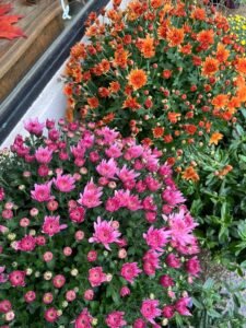 POTS DE CHRYSANTHEMES